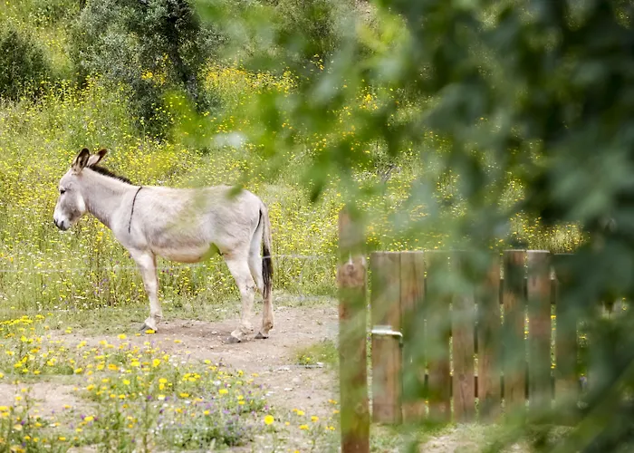 Casa de Campo Moinho Do Maneio Penamacor